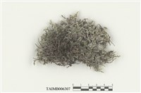 藏品(長毛砂苔)的圖片